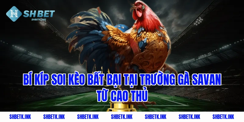 Bí kíp soi kèo bất bại tại trường gà savan từ cao thủ