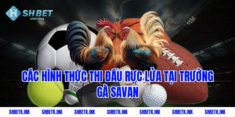 Các hình thức thi đấu rực lửa tại trường gà savan
