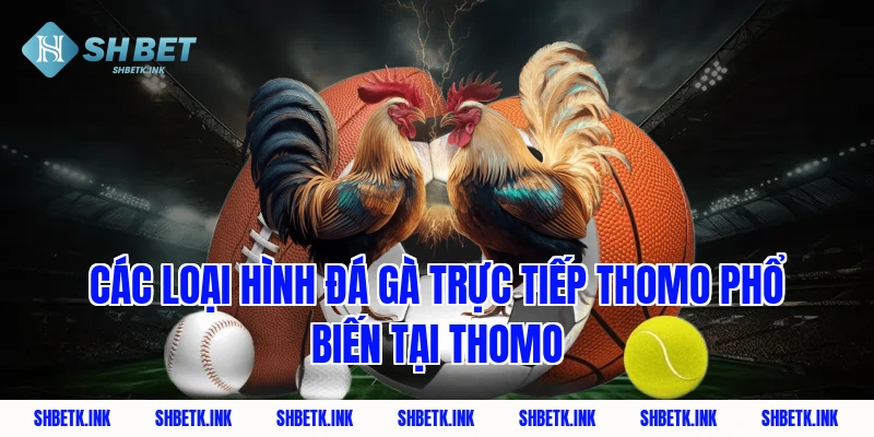 Các loại hình đá gà trực tiếp thomo phổ biến tại Thomo