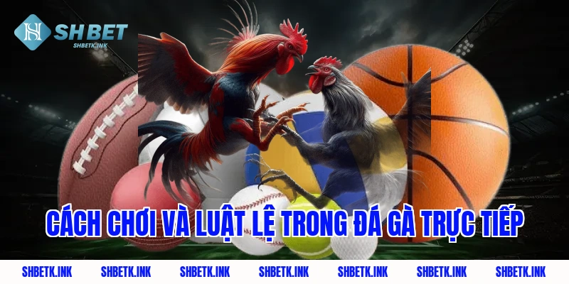 Cách chơi và luật lệ trong đá gà trực tiếp