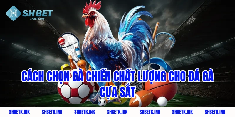 Cách chọn gà chiến chất lượng cho đá gà cựa sắt