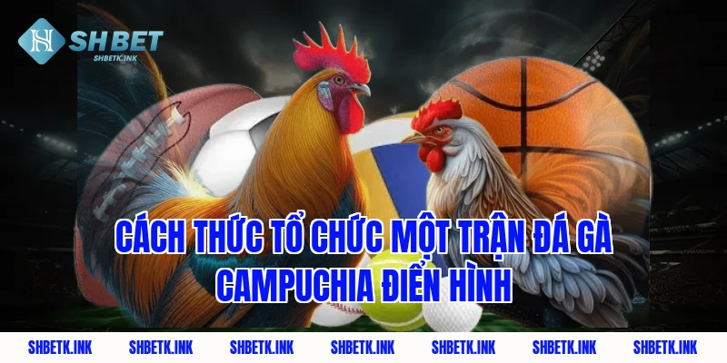 Cách thức tổ chức một trận đá gà Campuchia điển hình