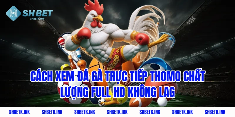 Cách xem đá gà trực tiếp thomo chất lượng Full HD không lag