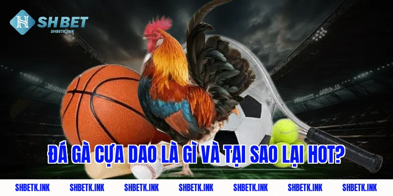 Đá gà cựa dao là gì và tại sao lại hot?