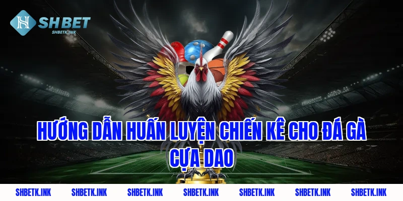 Hướng dẫn huấn luyện chiến kê cho đá gà cựa dao