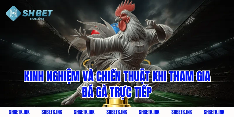 Kinh nghiệm và chiến thuật khi tham gia đá gà trực tiếp