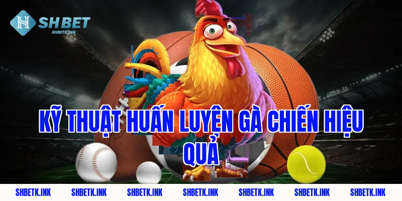 Kỹ thuật huấn luyện gà chiến hiệu quả
