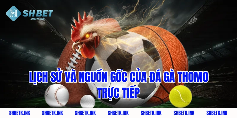 Lịch sử và nguồn gốc của đá gà Thomo trực tiếp