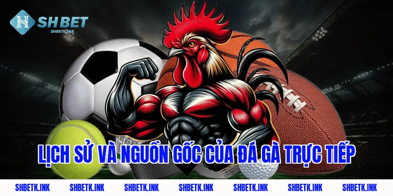 Lịch sử và nguồn gốc của đá gà trực tiếp