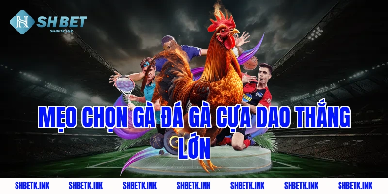 Mẹo chọn gà đá gà cựa dao thắng lớn