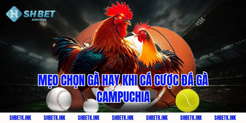 Mẹo chọn gà hay khi cá cược đá gà Campuchia