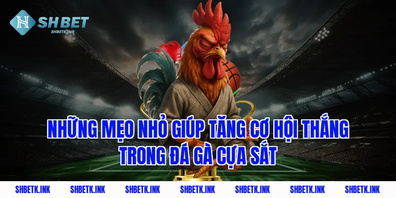 Những mẹo nhỏ giúp tăng cơ hội thắng trong đá gà cựa sắt