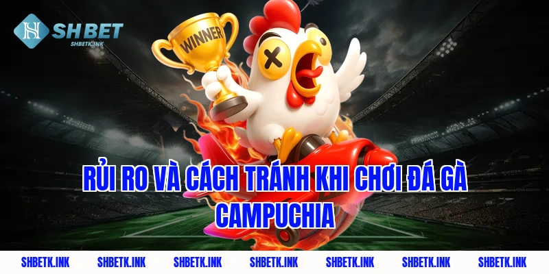 Rủi ro và cách tránh khi chơi đá gà Campuchia