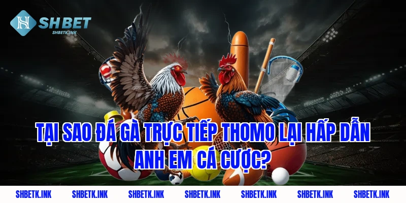 Tại sao đá gà trực tiếp thomo lại hấp dẫn anh em cá cược?