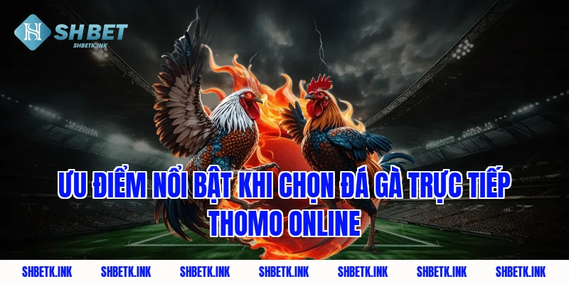 Ưu điểm nổi bật khi chọn đá gà trực tiếp thomo online