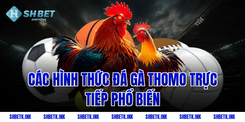 Các hình thức đá gà Thomo trực tiếp phổ biến