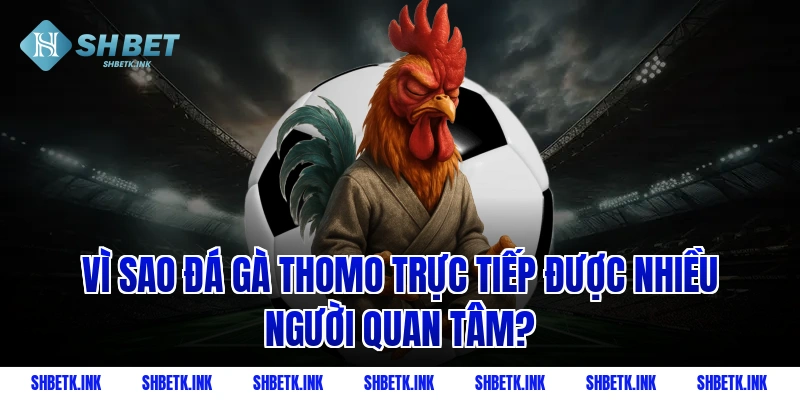 Vì sao đá gà Thomo trực tiếp được nhiều người quan tâm?